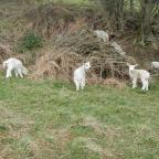 Day 36 Ickornshaw to Malham