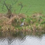 Day 53 Falkirk to Lennoxtown