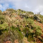 Tor bagging again – Peter Tavy area