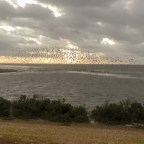 Map 132: Mud flats, salt marsh and whirling waders