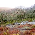 Upper West Dart and Iconic Wistman’s Wood