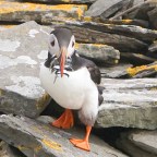 Map 4: Seabird Colonies on Noss
